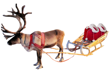 Rudolf the reindeer in harness