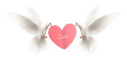 Pigeons, heart