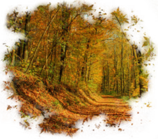 Autumn in the forest