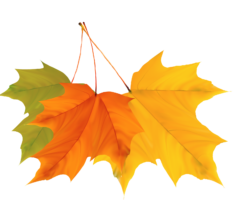 Maple leaf, autumn
