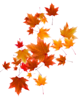 Maple leaves , tree, autumn
