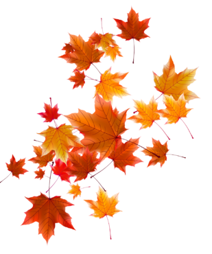 Maple leaves , tree, autumn