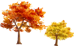 Maple, tree, autumn