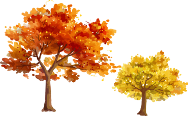 Maple, tree, autumn