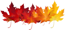 Maple leaves