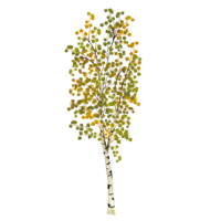 Birch tree