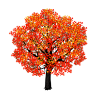 Canadian Maple