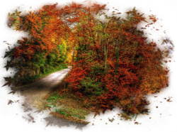 In the autumn forest