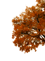 Tree branch