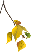 Birch branch