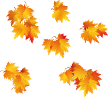 Yellow maple leaves