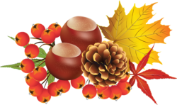 Cones, leaves, autumn