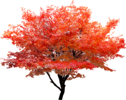 Red Maple