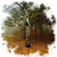 Late autumn landscape