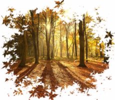 Autumn forest