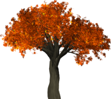 Autumn maple tree