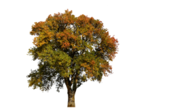 Maple tree