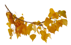 Autumn Leaf Branch Music, autumn, leaf, maple Leaf, branch
