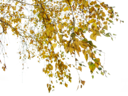 Maple Leaves
