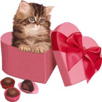 Cat with gifts