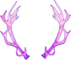 Antlers of deer