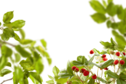 Strawberry, forest, berry, background, frame