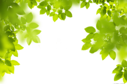 Greenery, background, frame