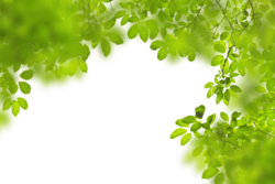 Greenery, background overlay