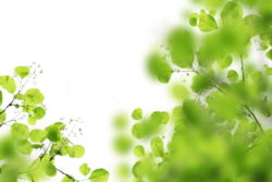 Greenery, tree foliage, background