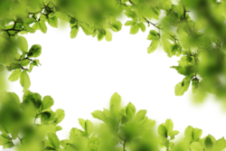 Greenery, foliage, background