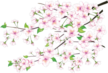 Sakura, background, clipart