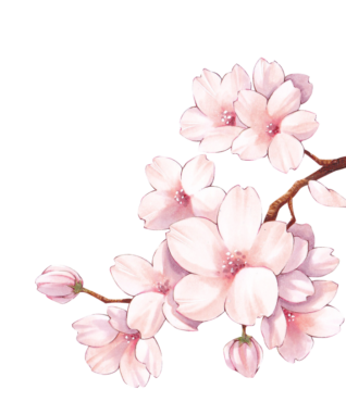Sakura branch, sakura flowers