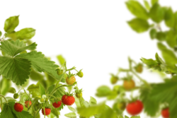 Strawberry, berry, background, frame
