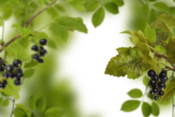 Black currant, berry, background, frame