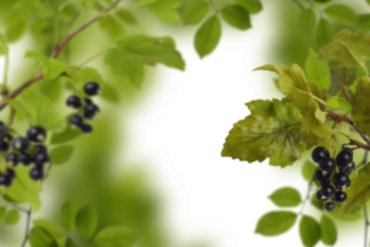 Black currant, berry, background, frame