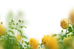 Yellow rose, background, frame