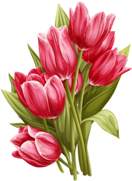 Tulips, flowers