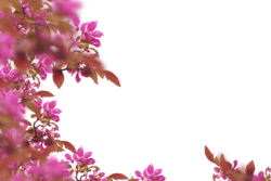Flowers, background, frame