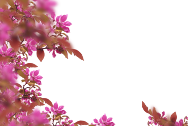 Flowers, background, frame