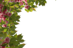 Flowers, greenery, background, frame