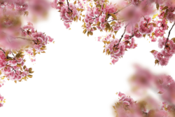 Cherry blossoms, forest, background, frame