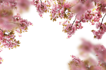Cherry blossoms, forest, background, frame