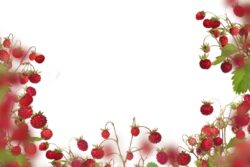 Forest berry, forest, background, frame