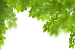 Greenery, forest, background, frame
